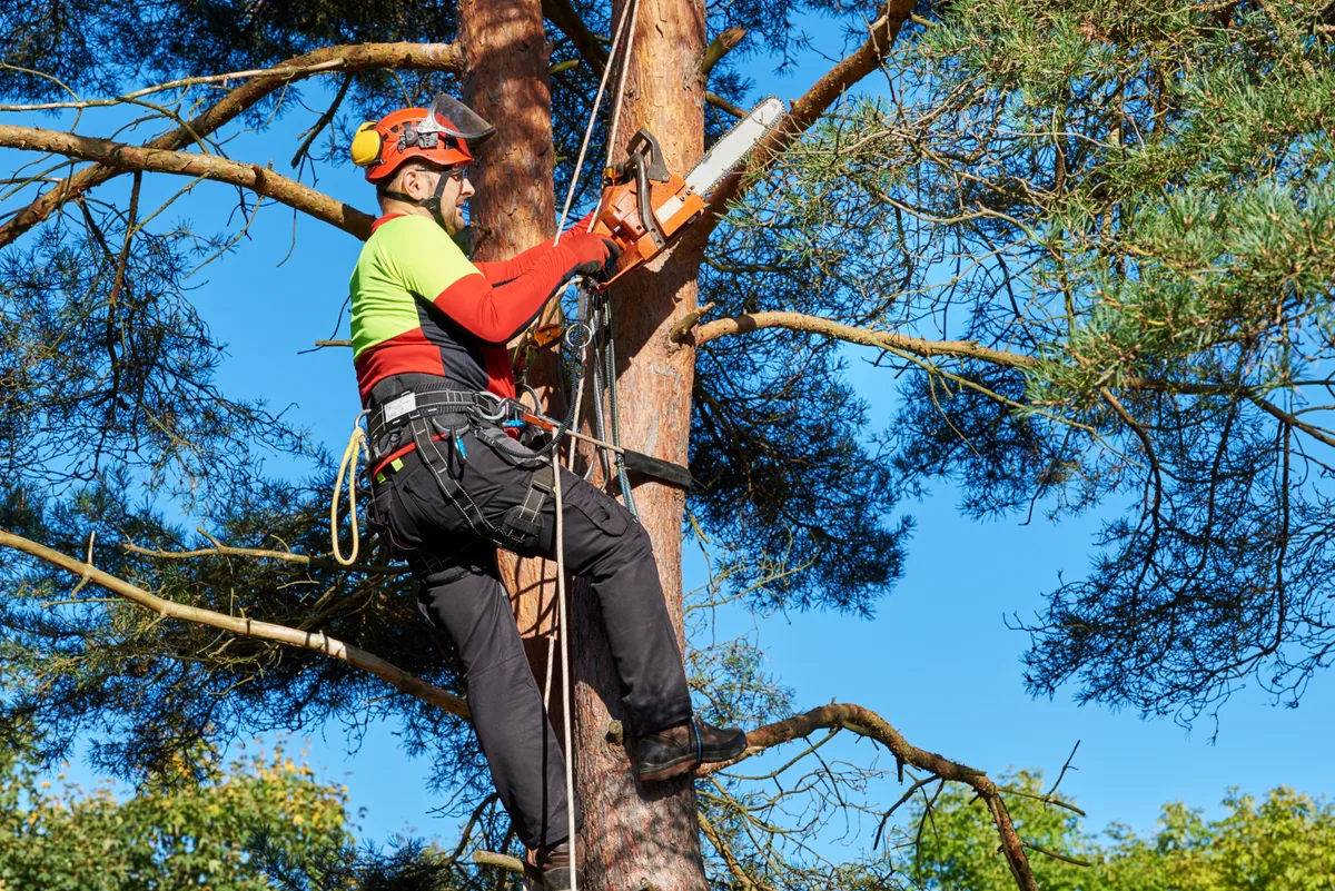 Arborist climbing a mature tree with rope and harness