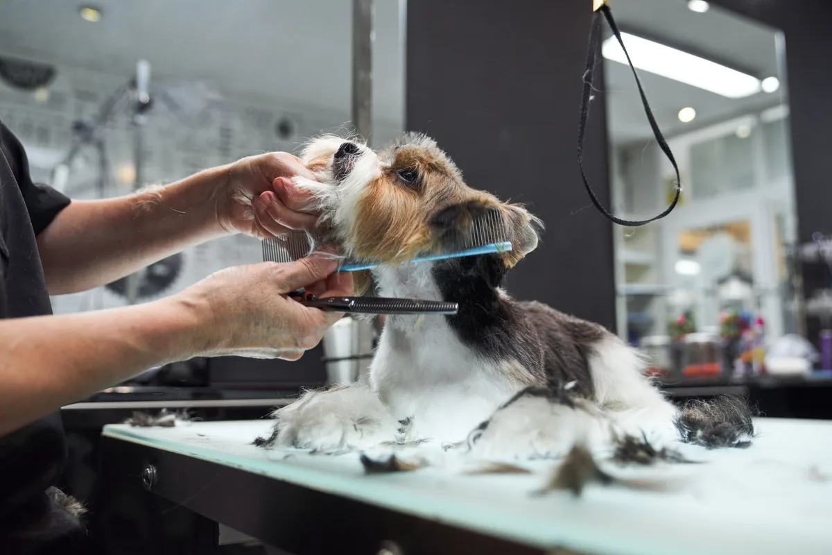 Groomer trimming a dog at a grooming table in a pet salon