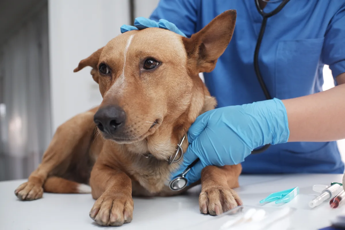 Veterinarian examining a dog in a clinic exam room